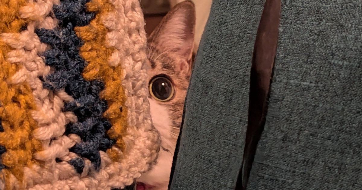 ソファの近くからじーっと見つめてくる猫→飼い主が座ろうとした瞬間…まさかの光景に「躍動感が凄いｗｗ」「すごい威力ｗ」と105万表示