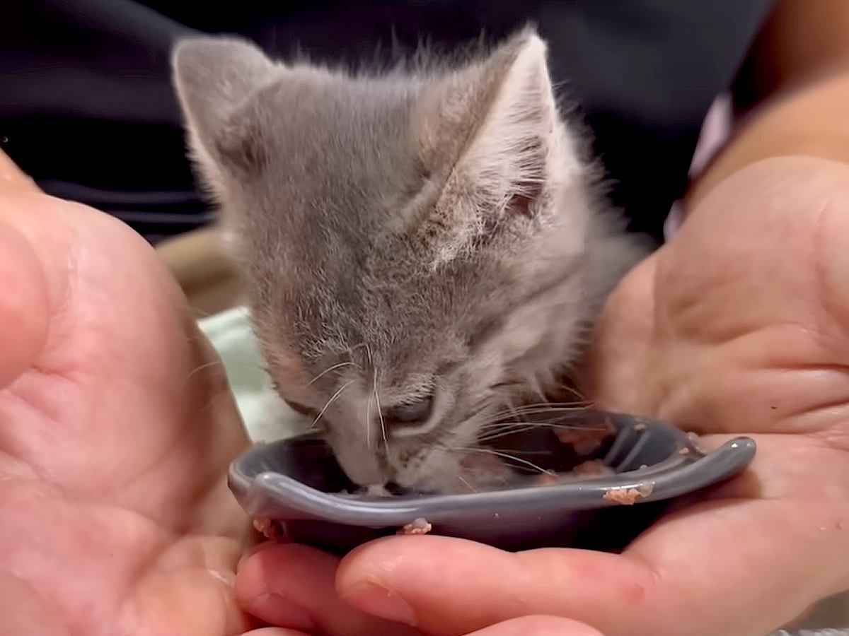 ３匹の保護子猫がはじめての食事をした結果…思った以上に『豪快な食べっぷり』と食後の『まさかの光景』に「たまらなく可愛い」「咀嚼音最高」