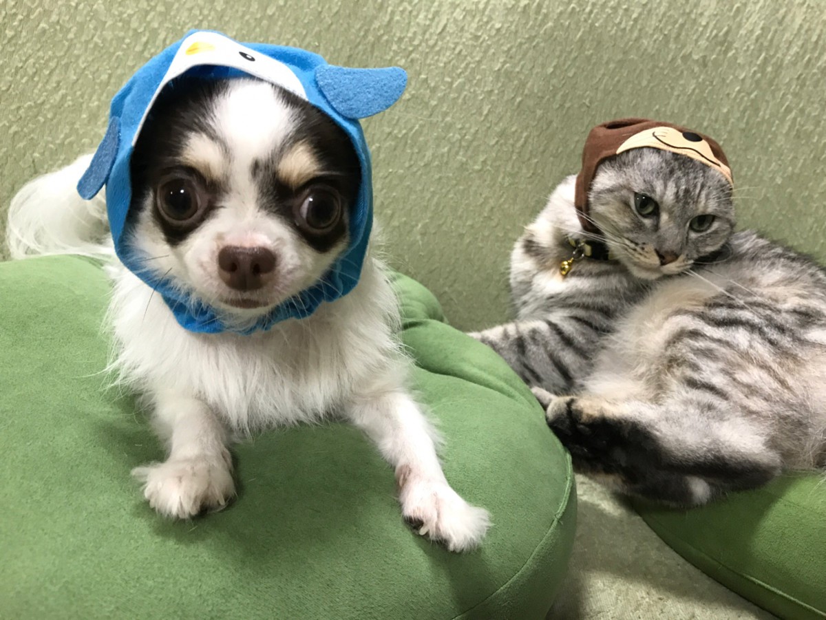 猫も犬もかぶると可愛い♡『かわいいかわいいねこのかぶりもの』シリーズ