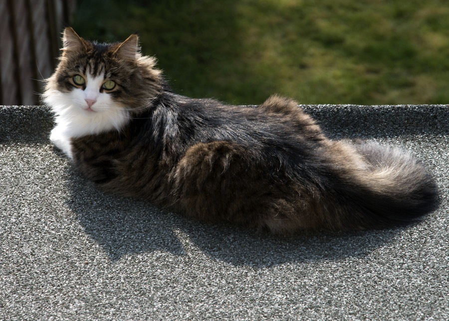 大きい猫の種類4つ その性格と魅力