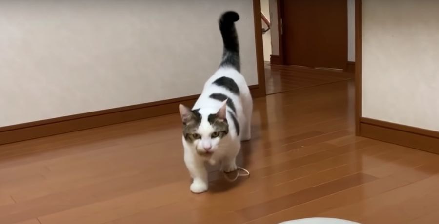 オモチャをペッ！猫らしい猫ちゃん