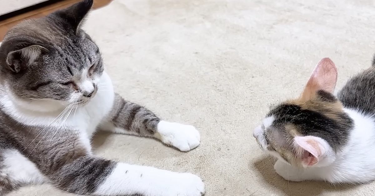怖がりな新入り子猫→先住猫とふたりきりで対面させてみると…心温まる光景に「なんて素敵なの」「優しいお姉ちゃん」「可愛すぎる」と反響