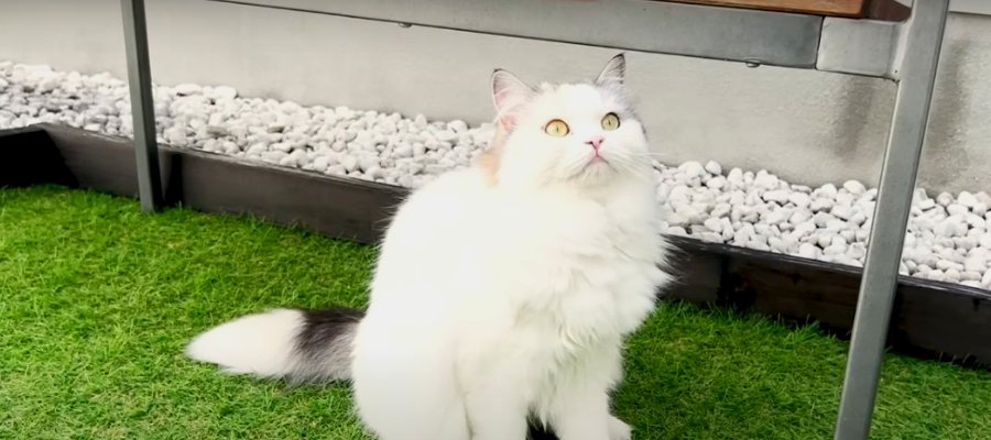 ついに！過去最高の獲物に出会った猫ちゃん♡