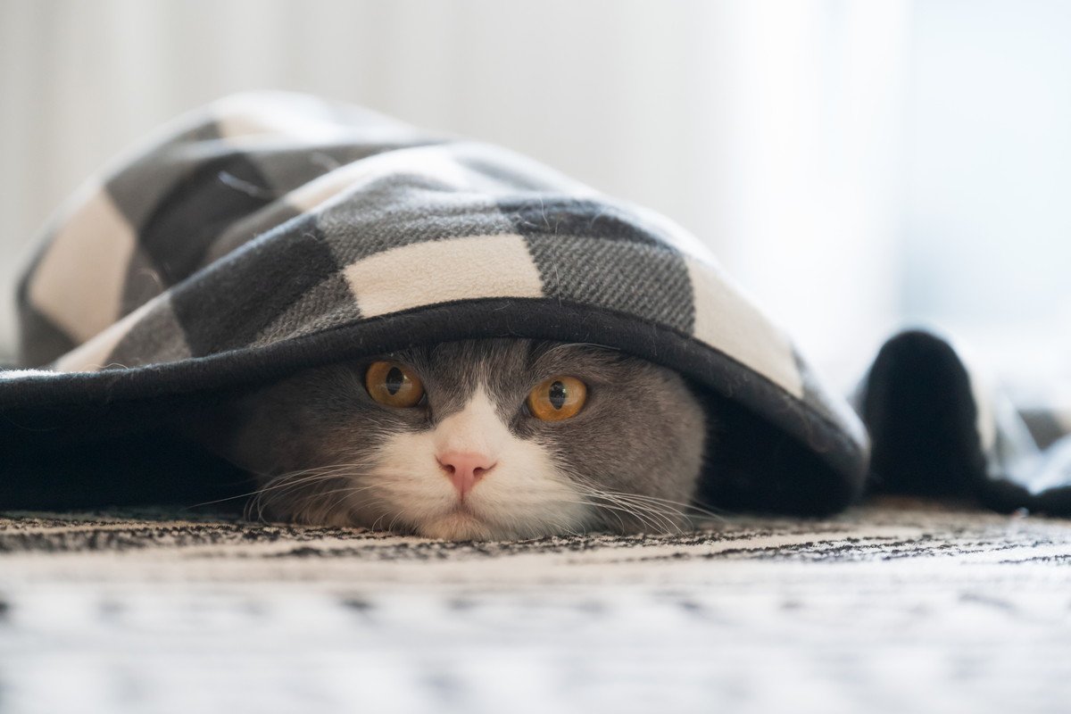 猫に『トラウマ』を与えてしまうNG行為4つ　心のキズが引き起こす悪影響やトラブルも