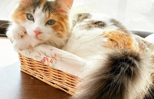 猫の『しっぽ』取扱説明書！可愛いからといって無理に触るのはやめましょう