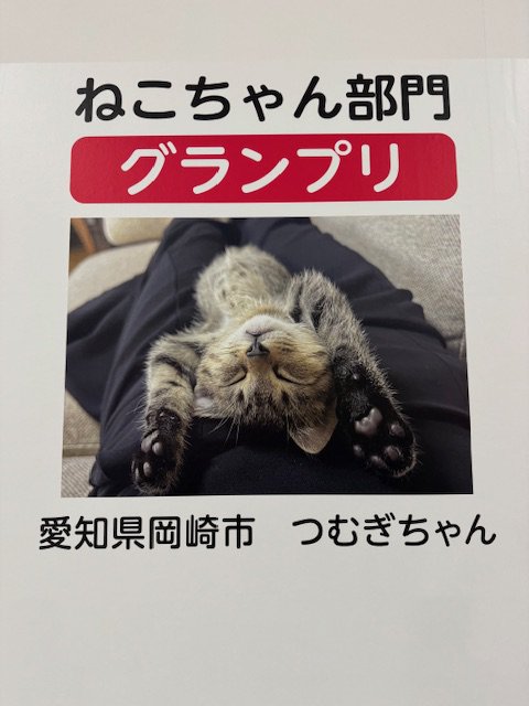 ２月２２日はにゃん・にゃん・にゃんの「猫の日」。Aichi Sky Expoで開催された「わんにゃんドーム2026」に行ってきました！