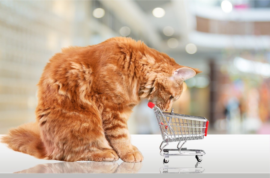 猫用品専門店のおすすめ5選！人気グッズや売れ筋商品まで