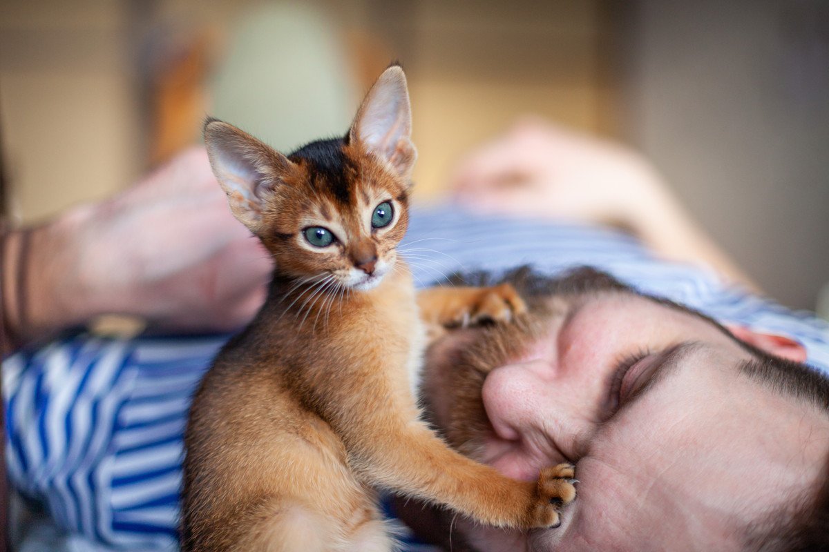 猫が飼い主を『起こしたいとき』に使いがちな方法5選　やめてほしいときに試したい工夫もご紹介
