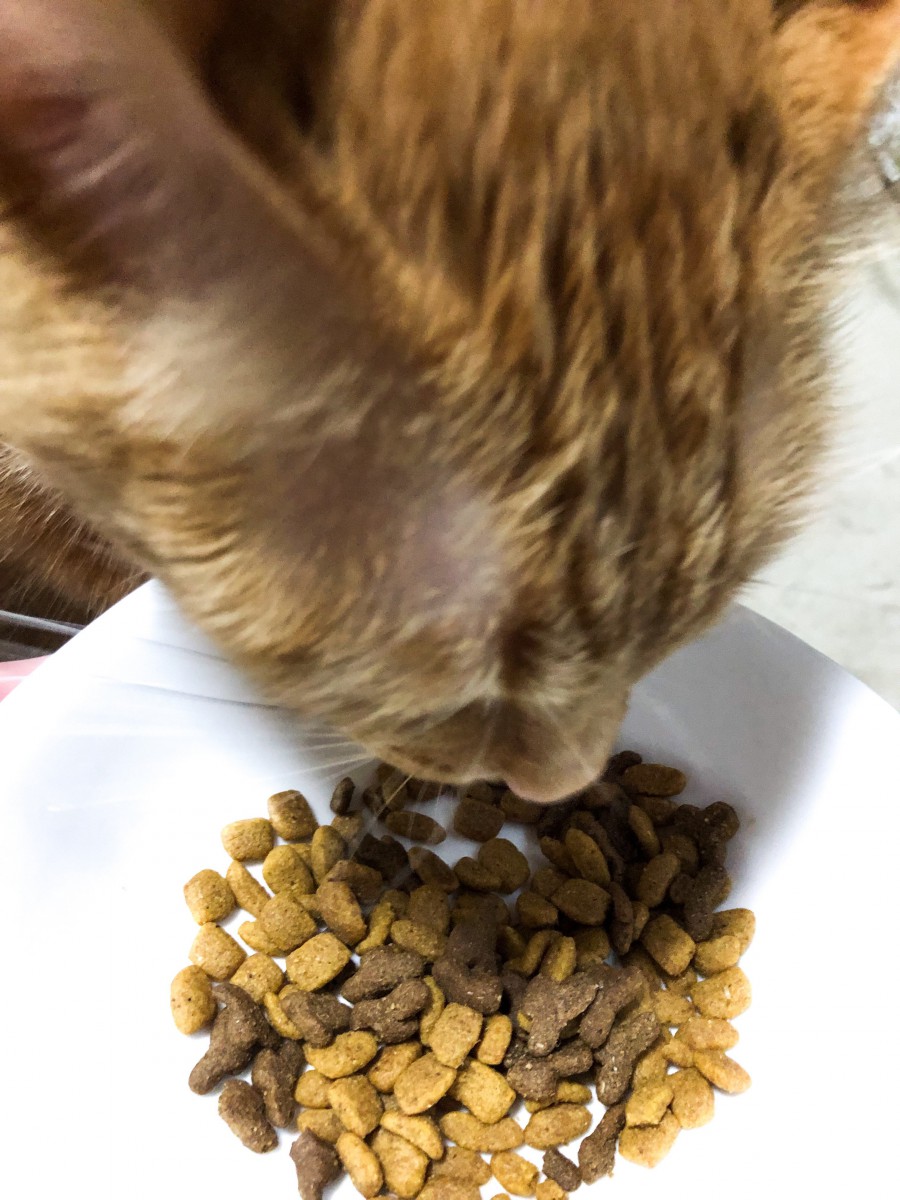 カリカリ嫌いな猫でもおいしく食べれる「ピュリナワン美味を求める成猫用」