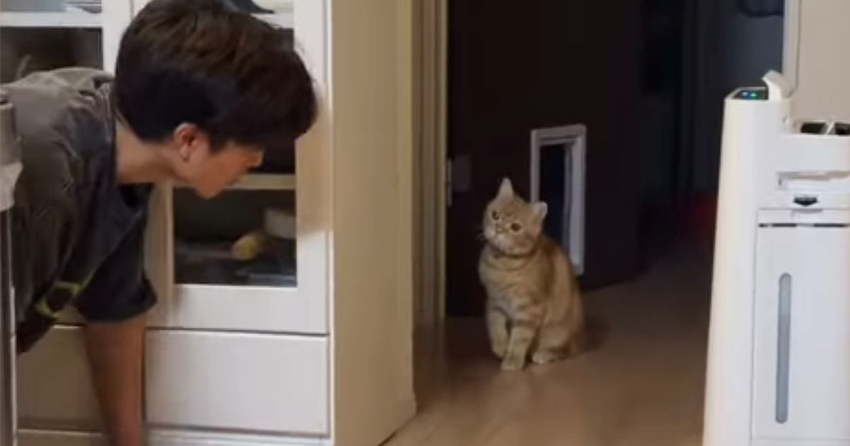 飼い主を驚かせたい猫→こっそり隠れると…微笑ましいやり取りに癒される人が続出「ぎゃー天使がいる」「ニヤニヤしちゃうｗ」と10万表示