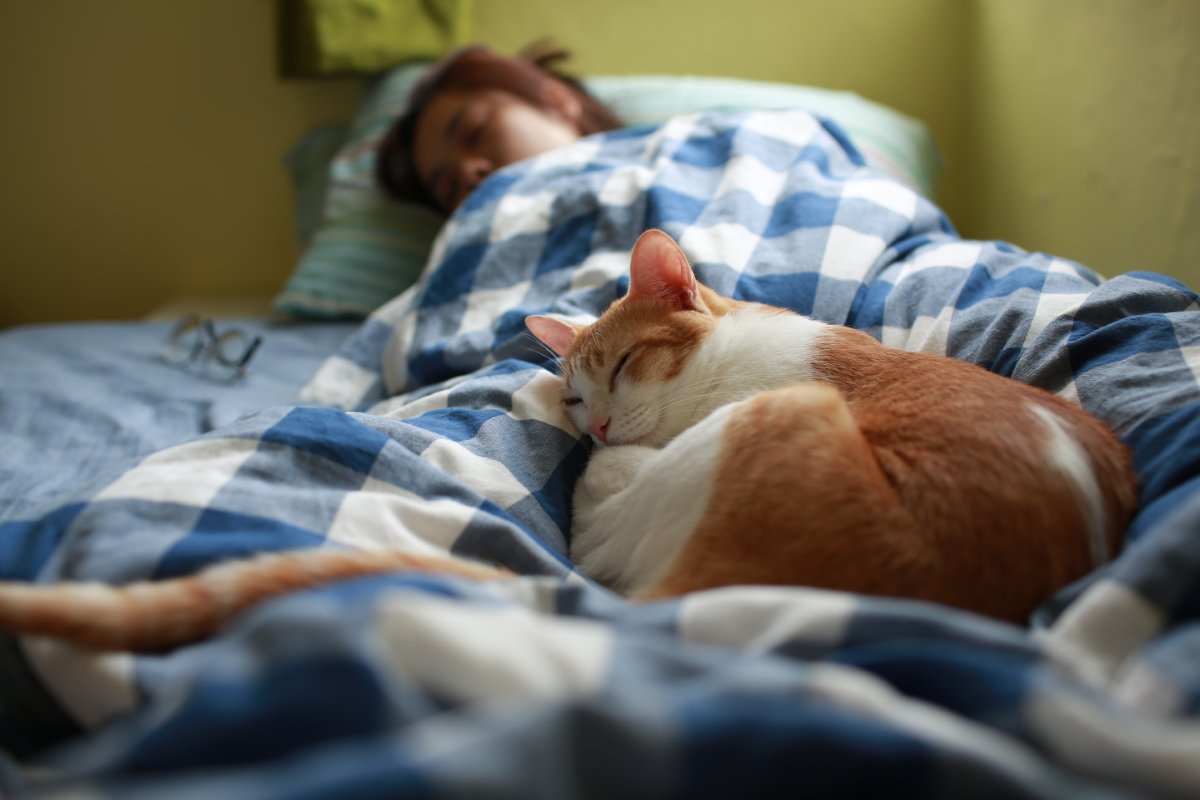猫と『一緒に寝る』ときの絶対NG行為4つ　危険な事故の可能性や安全を守る工夫