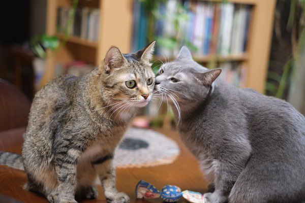 思わず笑っちゃう♡猫のコミカルな動き３つ