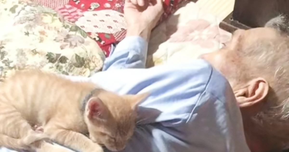 寝ているおじいちゃんの『上』を見てみたら……幸せあふれる『子猫の様子』に癒される人が続出「大好きなんだね」「可愛いにもほどがある」