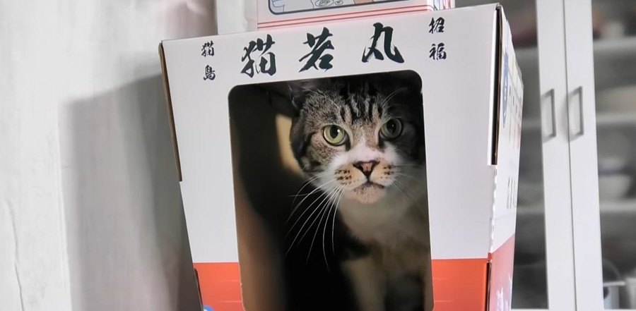 自分のおやつは自分で！？マグロを求めて猫用漁船出港です！