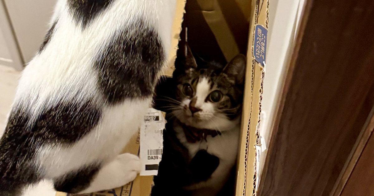 部屋の隅に積まれた段ボール箱で『2匹の猫が遊び始めた』結果…爆笑の展開が83万表示「自分でやったのにｗ」「逃げていくの可愛すぎる」