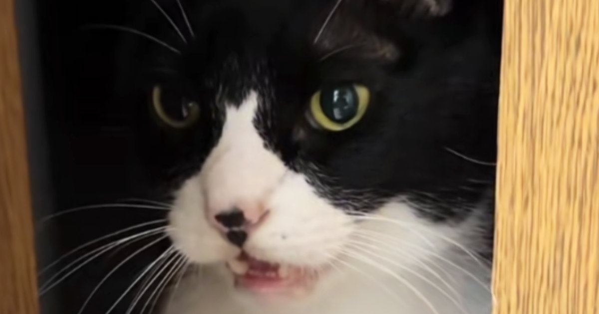 爪を切られて『怒っていた猫』→様子を確かめに行ったら……「目が語ってるｗ」「可愛すぎて笑った」思わず笑ってしまう瞬間が16万再生