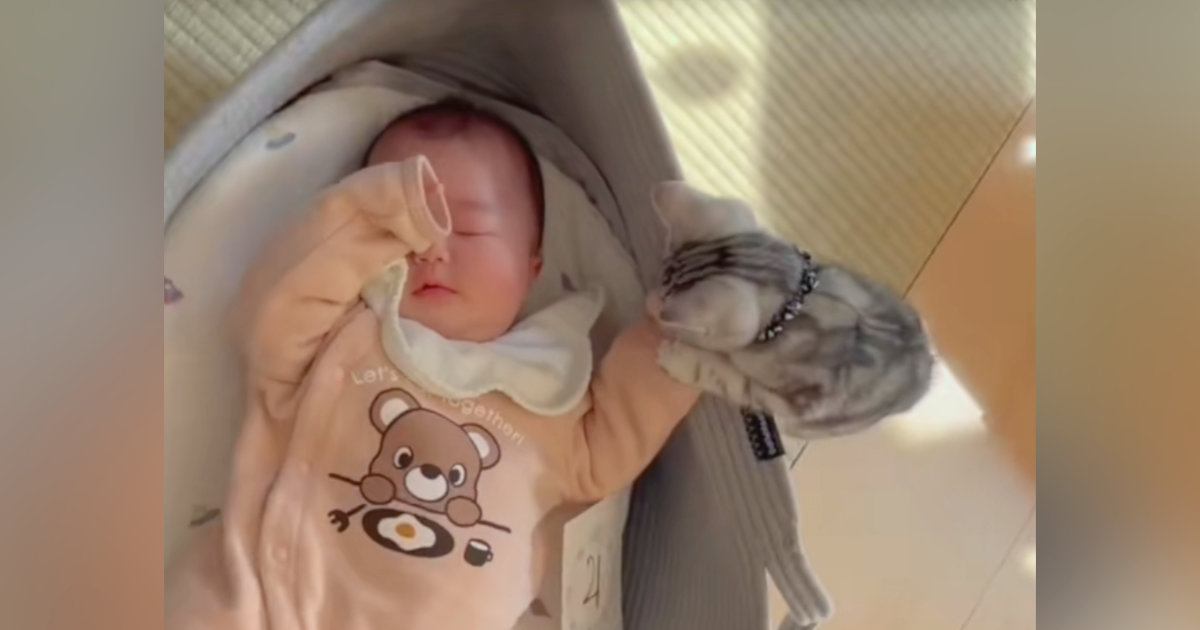 赤ちゃんを興味津々に見つめる子猫→ぐずり始めそうになると…ほっこりする瞬間に「赤ちゃん同士仲良し」「最上級に可愛い」と癒される人が続出