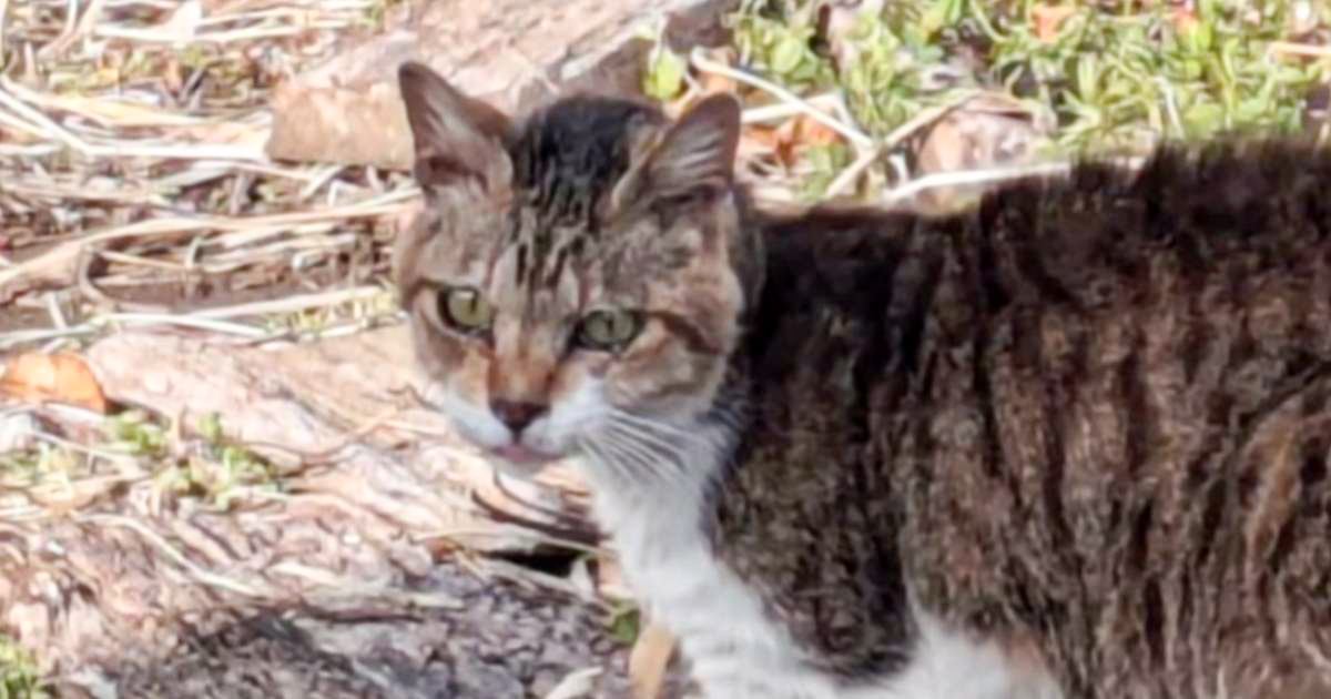 高齢で歯がない状態、『頑張って生き抜いた野良猫』が保護された結果…涙あふれる『現在の様子』に反響「泣けてきた」「ありがとう」
