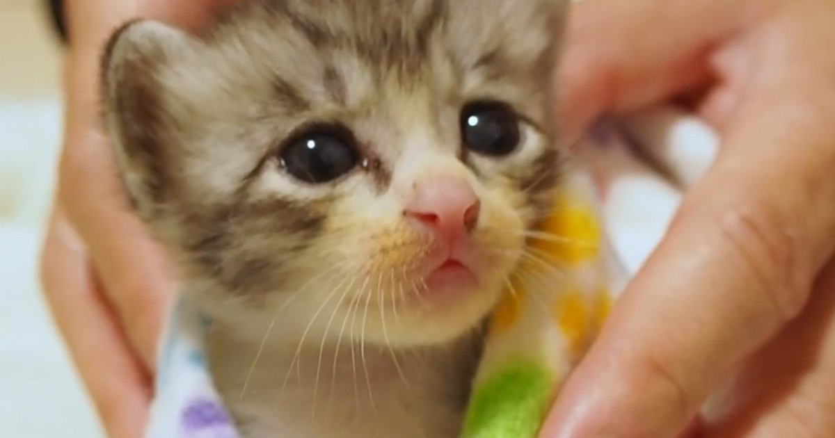 『眠れない様子の保護子猫』を毛布で包んでみたら…尊すぎる光景に悶絶の声「ため息が出る」「なでなでしたくなった」と41万再生