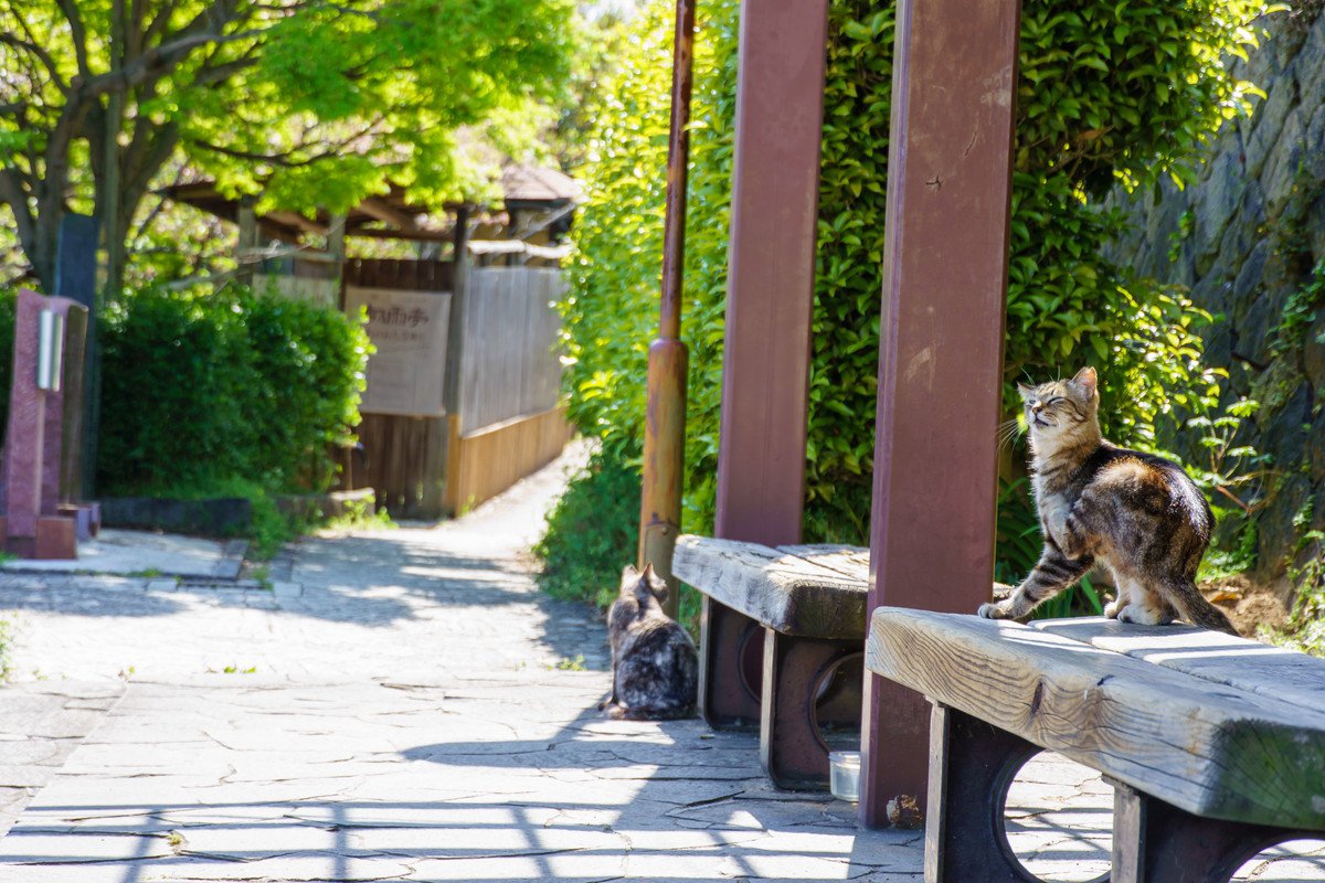 猫との結びつきがある『パワースポット』3選　福を招くかも？歴史や見どころもご紹介