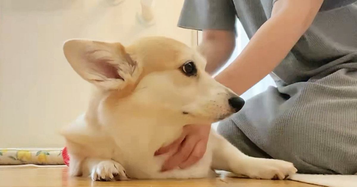 犬を撫でていると、『わたしも』と猫が割り込んできて…思わず笑ってしまう光景に8万いいね「思った以上にヌッと出てきたｗ」「すごいｗ」