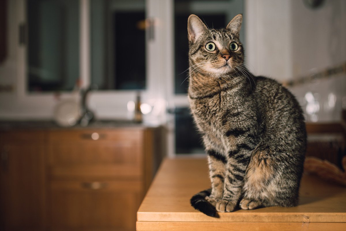 猫が『飼い主さんが就寝中にコッソリやっていること』4選　猫なりに見られたくない理由がある？