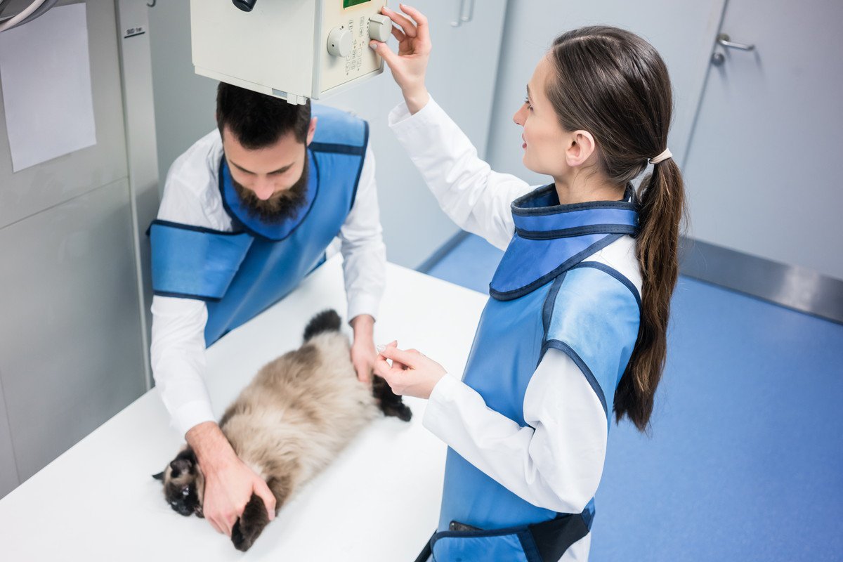 猫の『レントゲン検査』の基礎知識4選　どんなときに受ける？どんな病気がわかる？