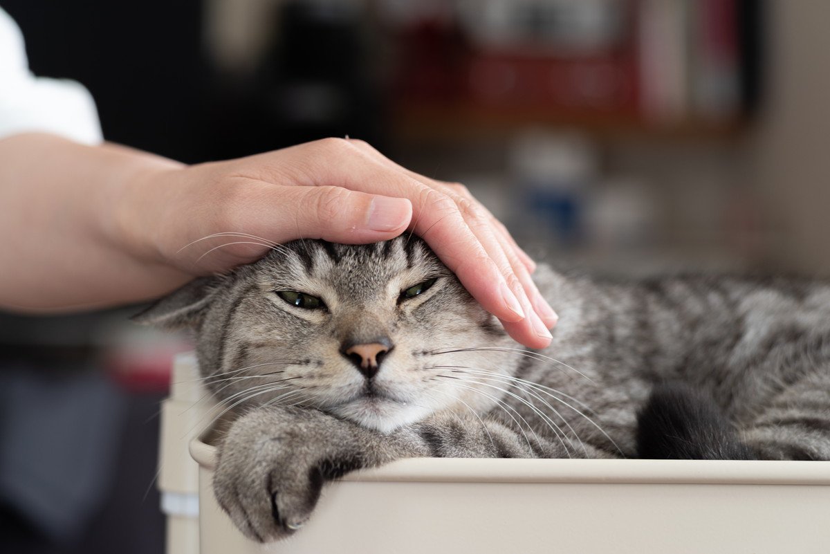 猫に飼い主さんを『ウザい』と思っているときのサイン5つ　猫に嫌われない“いい距離感”を意識しよう