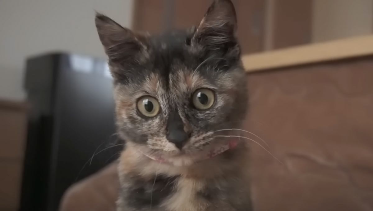 成長した元野良猫の『子猫時代』を振り返ってみた結果…つい笑っちゃうビフォーアフターが6万再生「なんかじーんときた」「てぇてぇ」