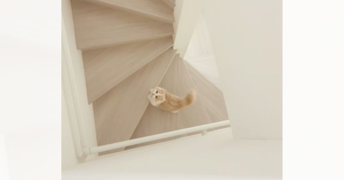階段下にいる猫→飼い主さんが『おいで』と声をかけると…悶絶必至の『尊すぎる行動』が57万再生「キュンときた」「ぽてぽてしててかわええ」