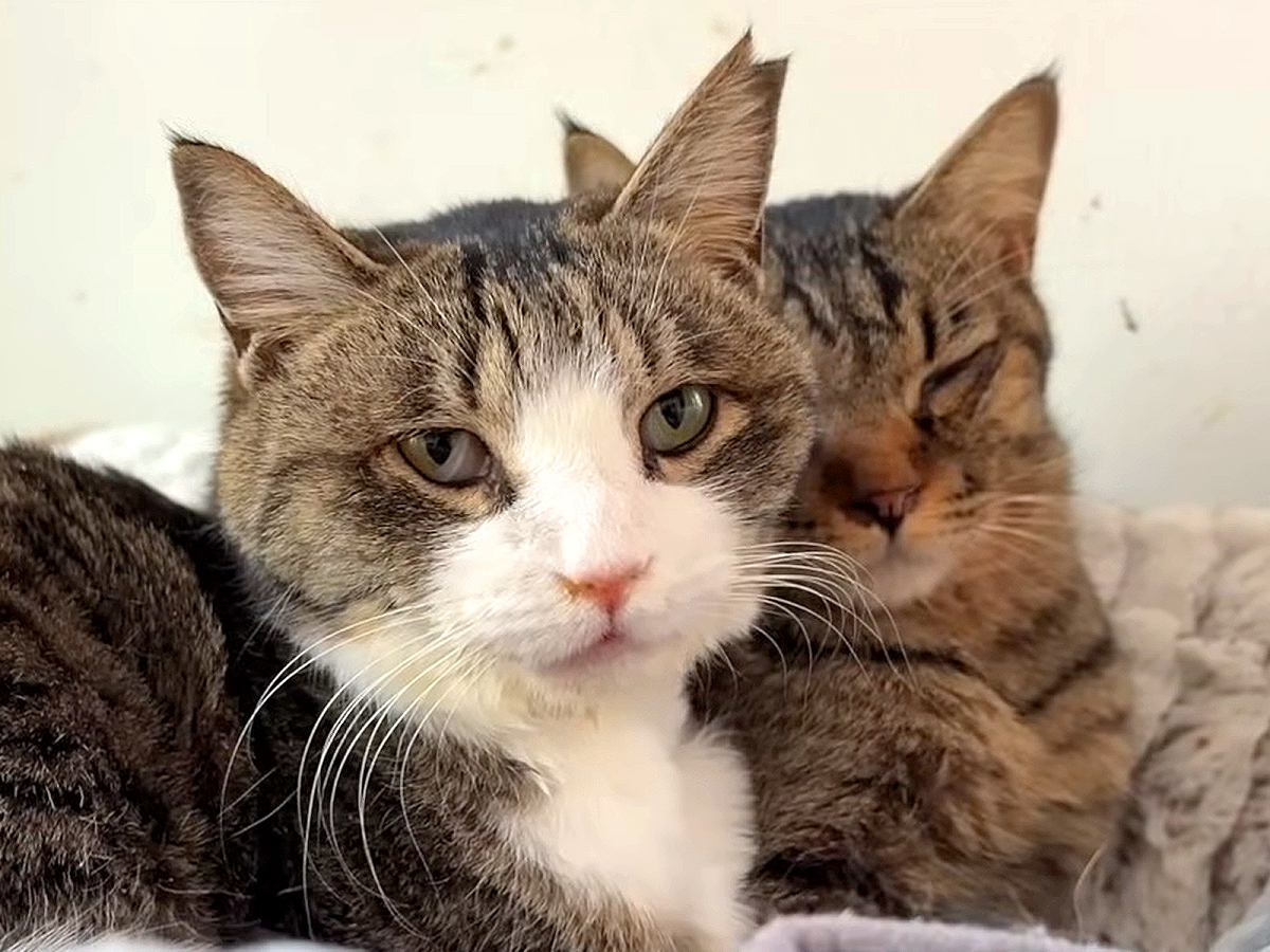 交通事故と病気で生死をさまよった猫２匹を保護した結果…『支え合って幸せをつかんだ姿』に感動と祝福の声「お幸せに」「２匹の関係に涙」