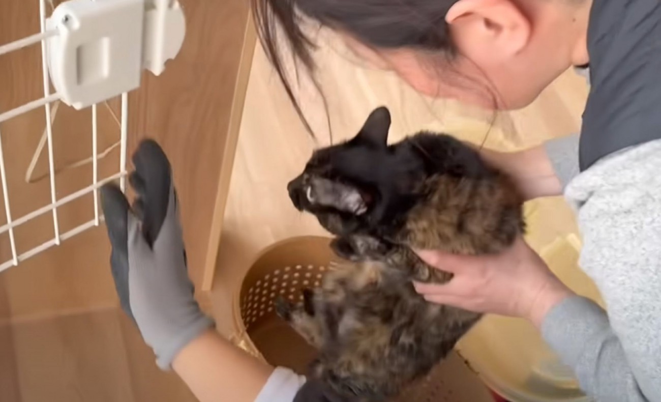 『17匹の猫たちが新居へと大移動』→引っ越し当日の様子がすごすぎると22万再生の反響「素晴らしい団結」「感動で涙がでてきた」