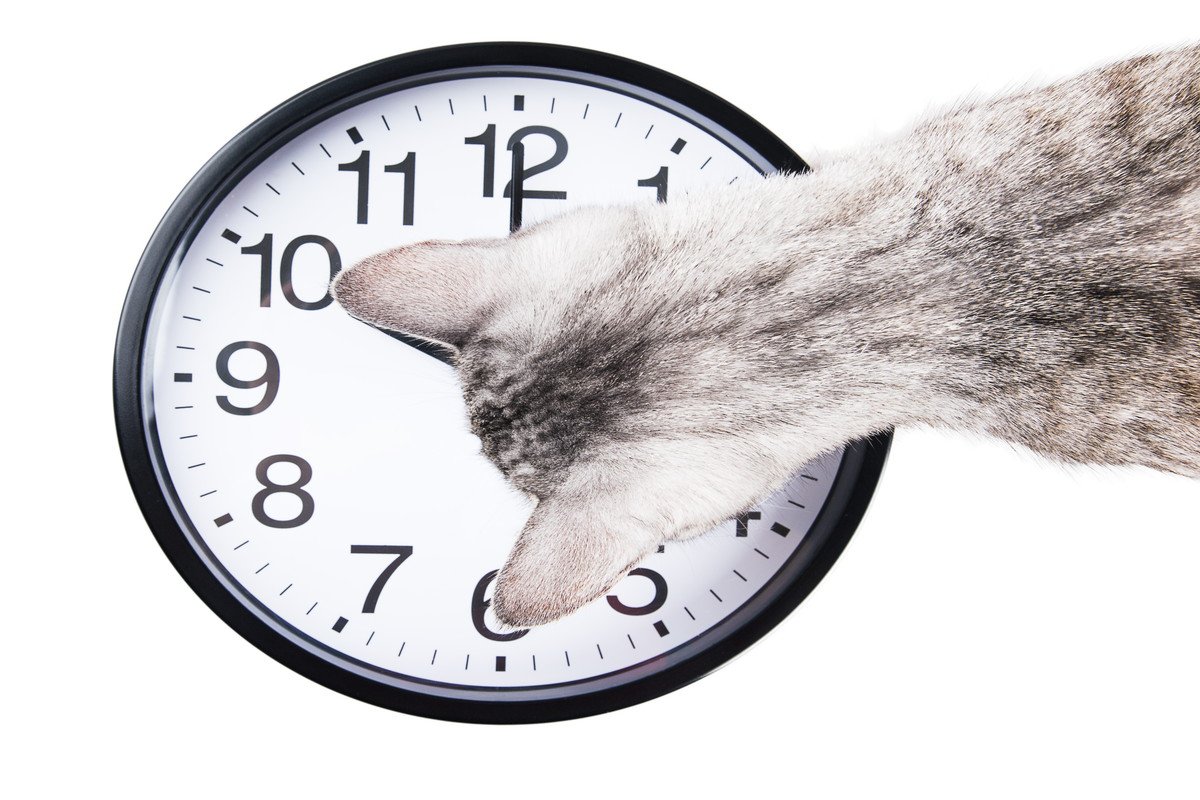 猫の『体内時計』がピタリと合う理由5選　正確な生活リズムの秘密とは？