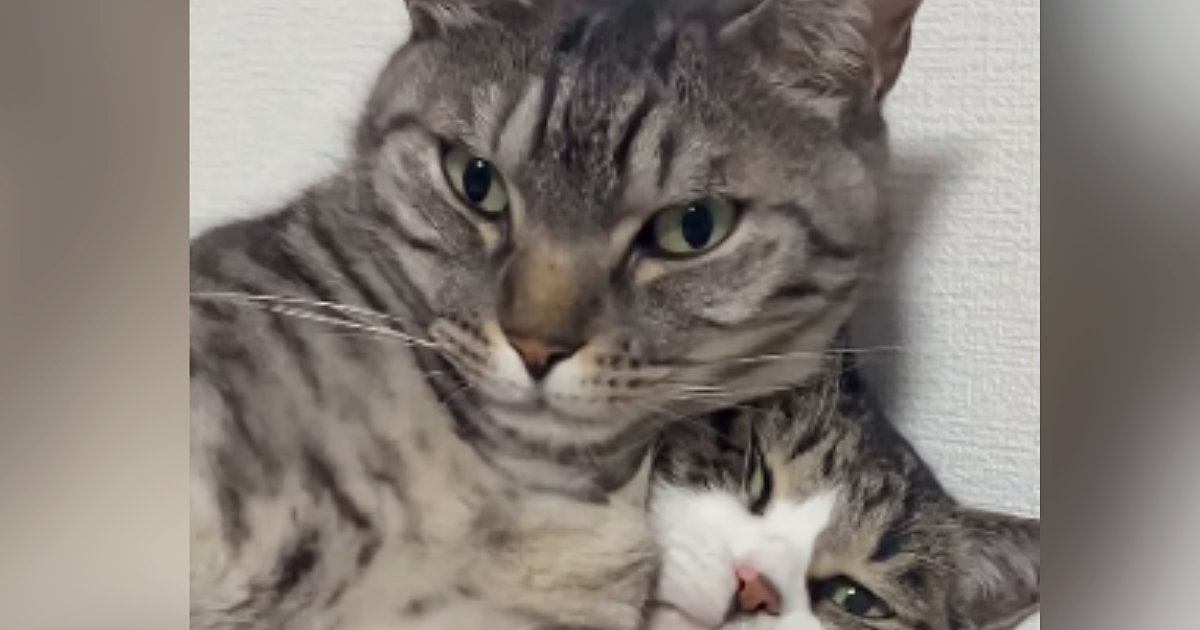 ベッドでくつろぐ13歳のおばあちゃん猫→6歳の猫がやってきて…笑撃の光景が60万再生「目がすべてを物語ってるｗ」「もはやいないｗ」