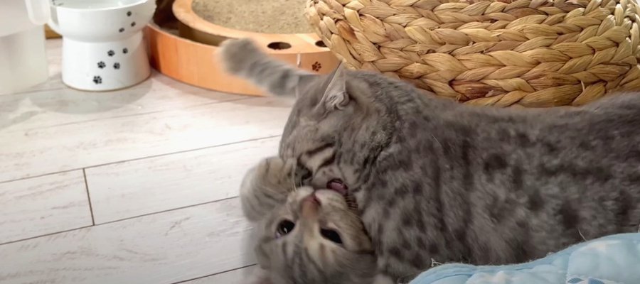 ギャラリーも唖然！猫ちゃんたちの熱戦の行方は？