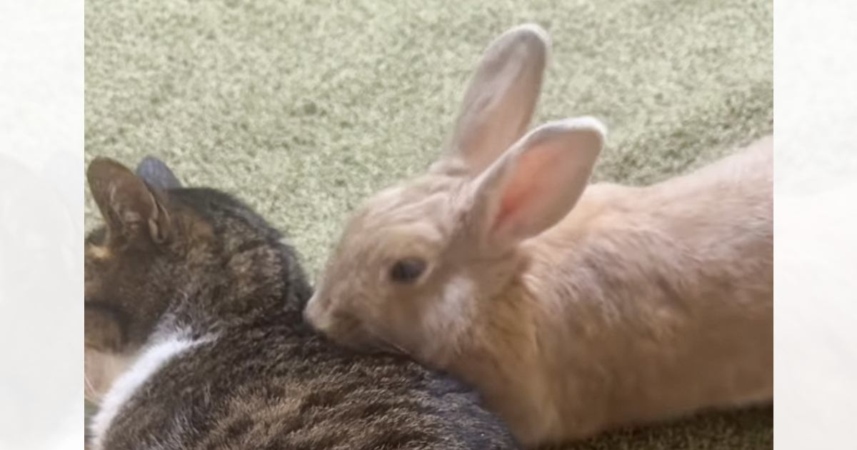 「可愛すぎて倒れるかと思った」くつろいでいる猫にそっと近づいてきたウサギ→次の瞬間…信じられないほど尊い光景が19万再生「たまらん」
