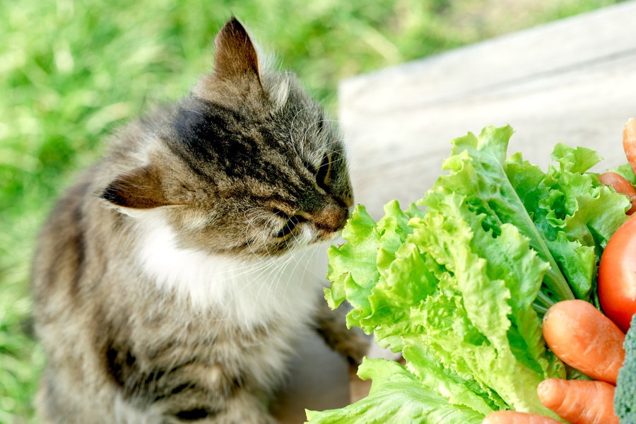 猫は白菜を食べても大丈夫？注意点や与えるメリットについて