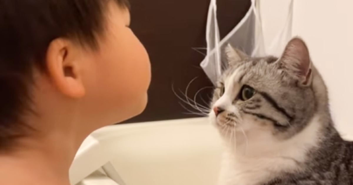 顔を近づけてキスをしようとしてきた子どもに……猫が見せた『優しすぎる対応』が112万再生の大反響「泣けてくる」「何とも微笑ましい」