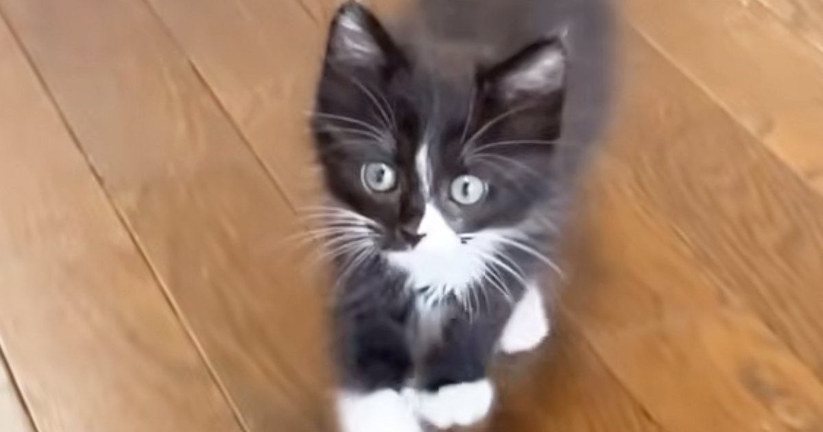 元気いっぱいな『保護子猫たち』→1匹がカメラに向かって歩いてくると…ほっこりする光景に反響「鳴き声がかわいい」「運動会状態ｗ」