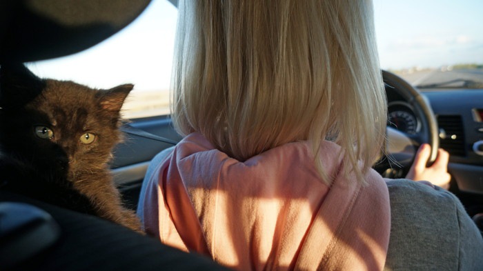 猫とドライブをする時の注意点やストレス解消法、おすすめグッズまで