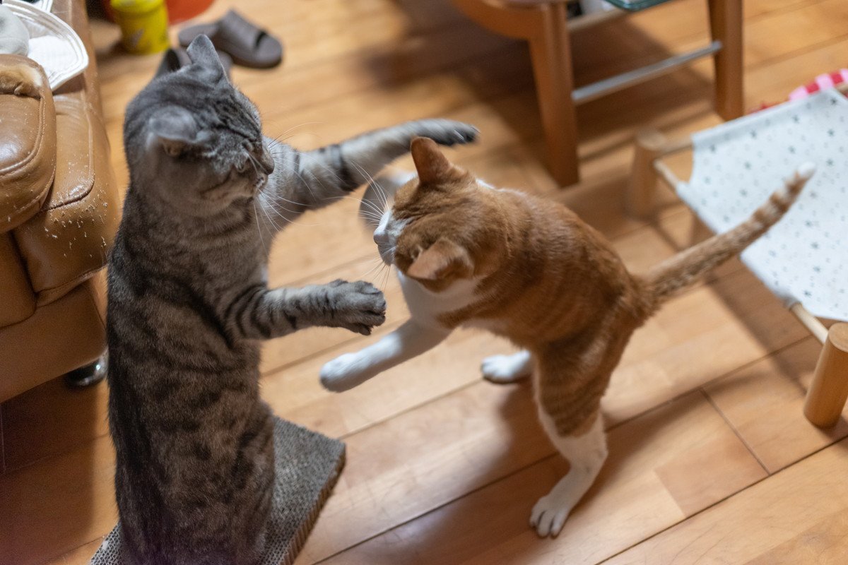 猫同士の『じゃれあい』どこまでが遊びで、どこからがケンカ？見分け方4つと、上手な仲介方法