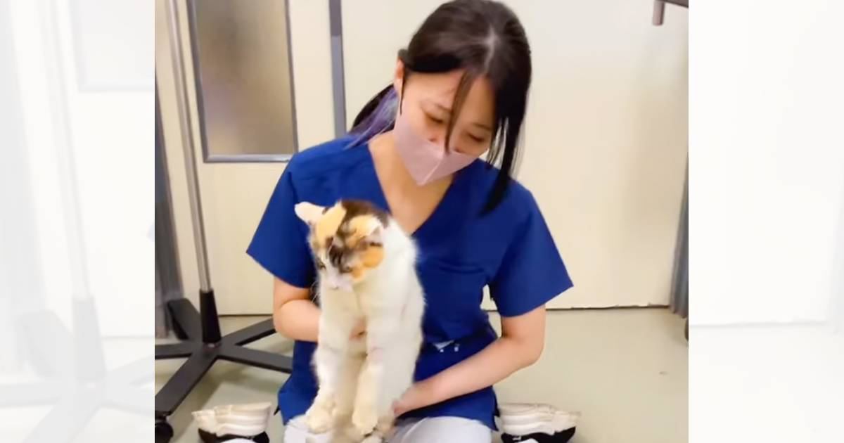 動物病院のスタッフさん→散歩させてあげようと猫を放したら…あまりにも尊い『まさかの反応』が51万再生「何と可愛い」「大好きなんだね」