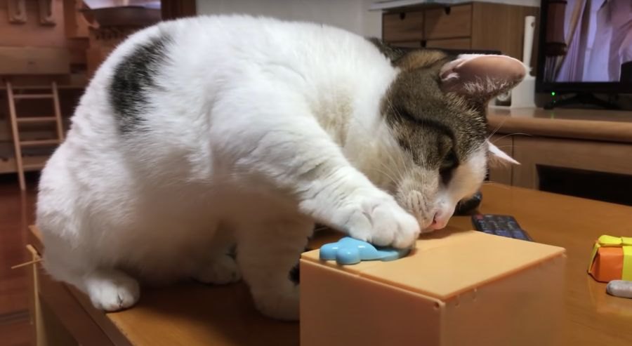 貯金箱に興味津々！おててで器用にじゃれる猫さん