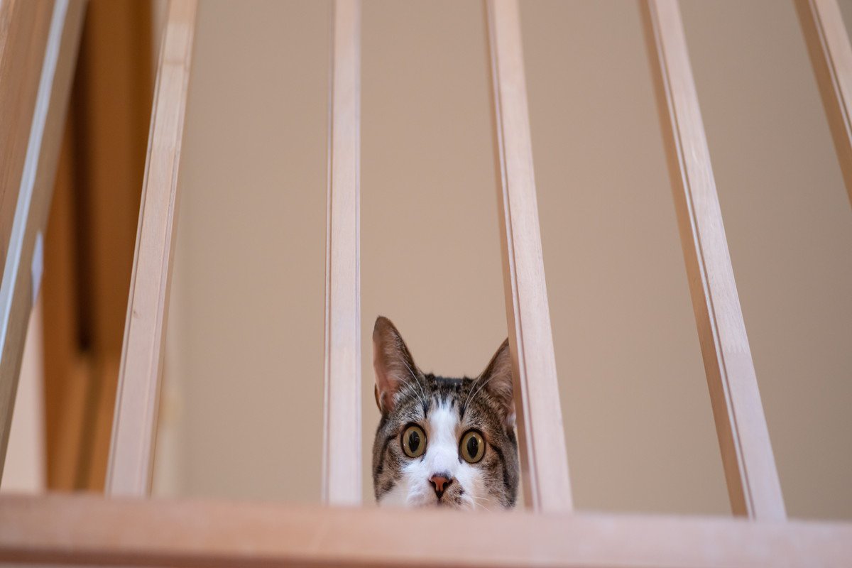 猫を『臆病な性格』にさせる要因4つ　起こりうるトラブルから心がけたい関わり方まで