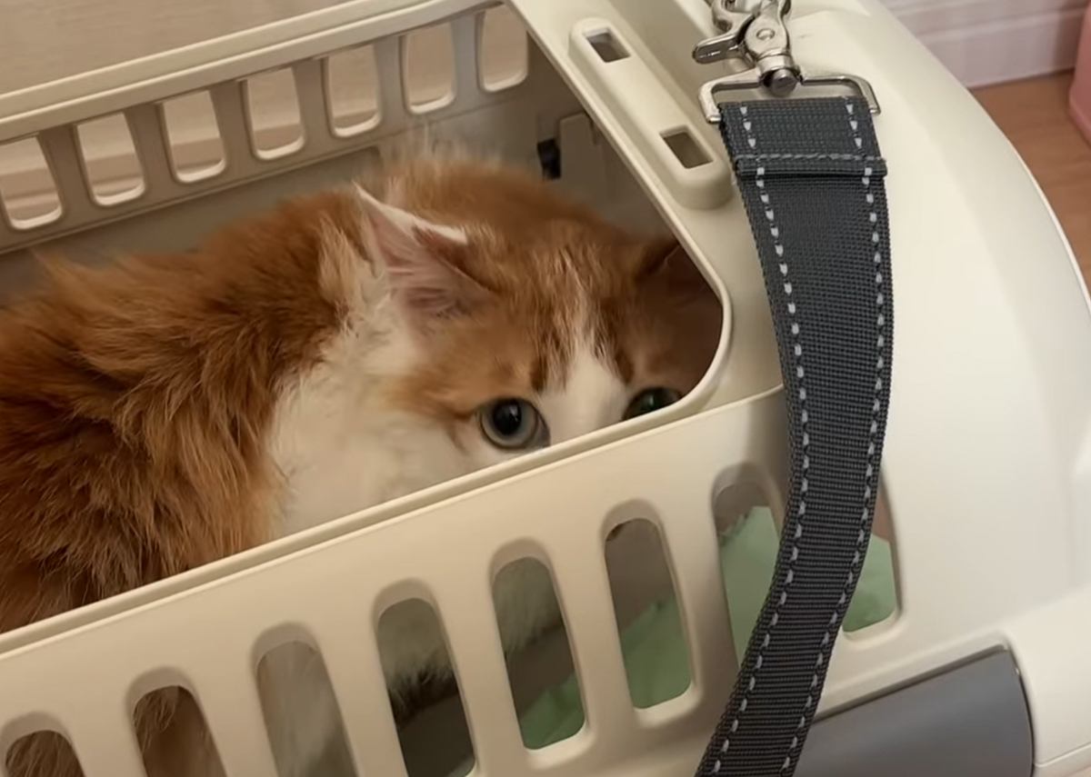 雨の中、木の下でまるまっていた『臆病な保護猫』をお家に迎えたら…完全に想定外な『現在の姿』に「猫かぶってたｗ」「まさかのオチｗ」の声