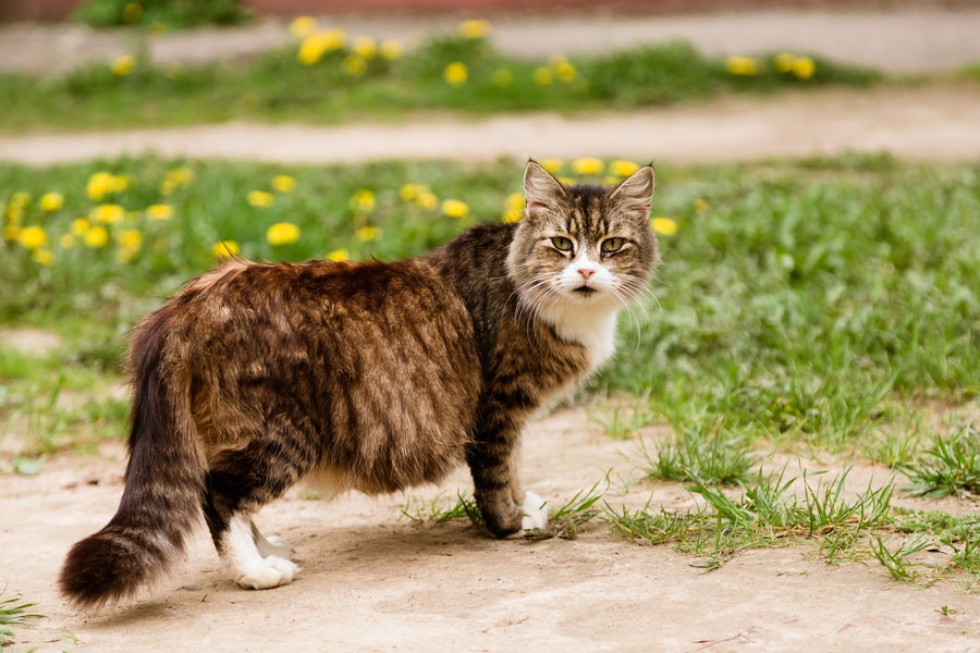 猫の出産準備で必要な3つの事