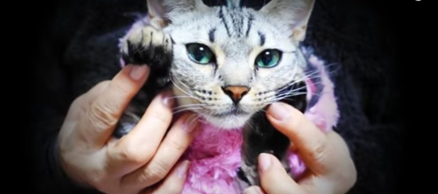 盗み食いをしちゃった猫ちゃん！かわいいダンスで許しちゃう？