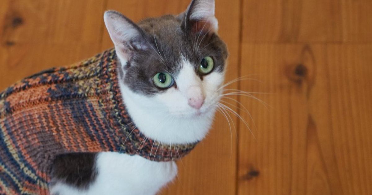 寒くなってきて、猫に『手作りのニット』を着せてみると…あまりにも尊い光景に３万いいね「めっちゃ可愛い」「おしゃれで素敵」と絶賛