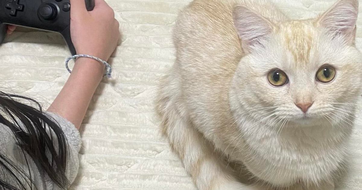 家族で仲良くゲームを遊んでいると、必ず『愛猫』がやって来て…『可愛すぎる行動』に１万いいね「一緒に遊びたいんだね」「上目遣いがずるい」