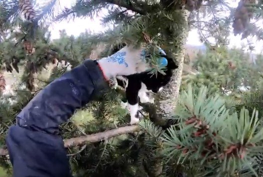 高さ約30mの木の上に猫が…決死の救助活動がスタート！